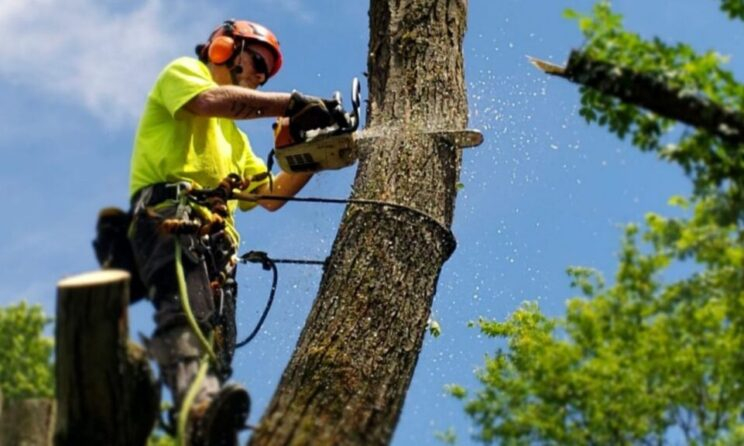 Tree Removal Company